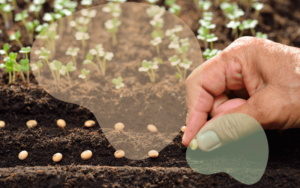 Read more about the article Seed Starting vs. Transplanting: What’s Better for Beginner Gardeners?