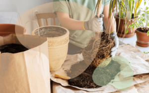 Read more about the article Your Guide to a Thriving Indoor Gardening