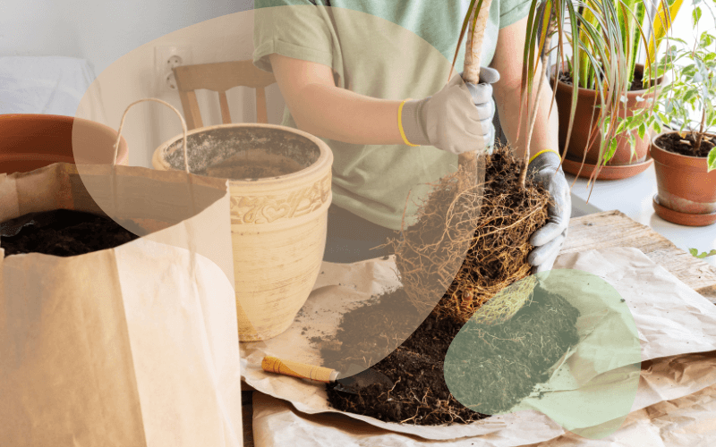 Read more about the article Your Guide to a Thriving Indoor Gardening
