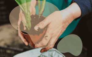Read more about the article The Ultimate Guide to Starting a Garden: From Soil Prep to Planting Success
