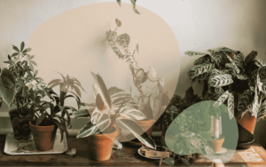 Read more about the article 10 Essential Tips for Indoor Gardening – Transform Your Home into a Green Oasis