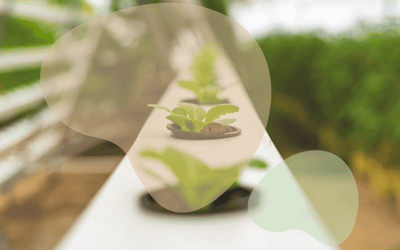 Read more about the article Hydroponic Gardening – Is it just viral or is there merit?