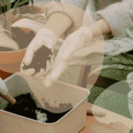 What is the Best Potting Soil for Indoor and Container Plants?