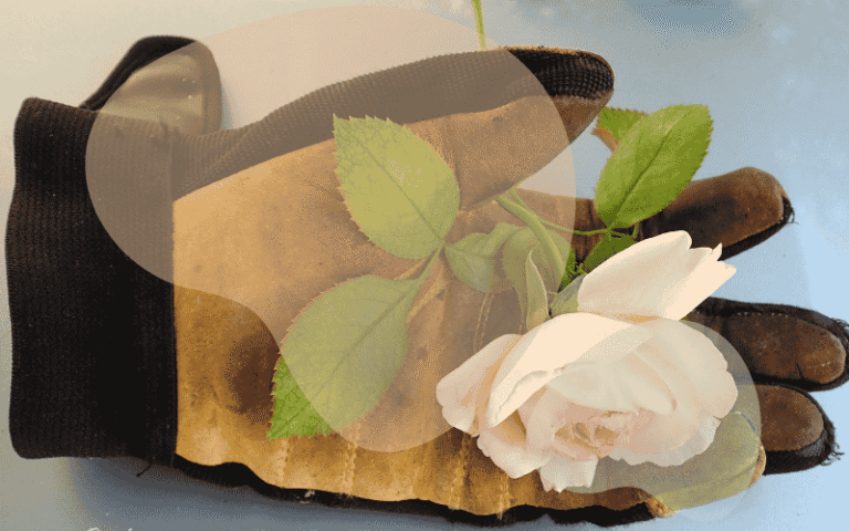 7 Stylish Rose Pruning Gloves