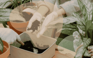 Read more about the article What’s the Best Potting Soil for Indoor and Container Plants?