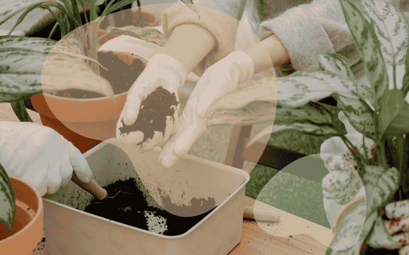 Read more about the article What’s the Best Potting Soil for Indoor and Container Plants?