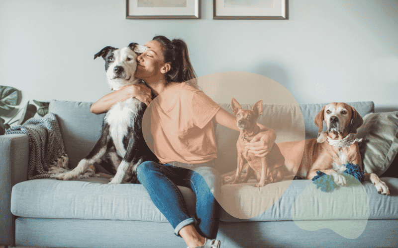 You are currently viewing Studio Apartment Ideas for Dog Owners