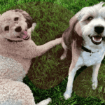 How to keep your dog healthy and happy