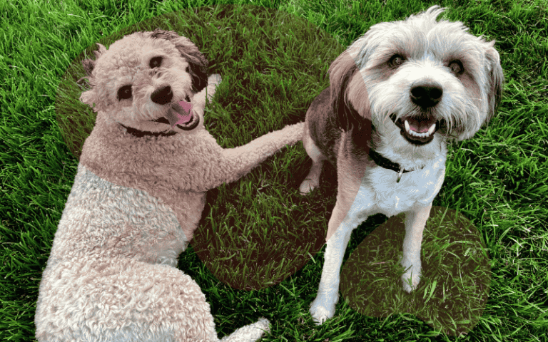 How to keep your dog healthy and happy