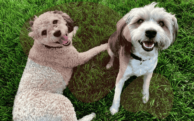 You are currently viewing How to keep your dog healthy and happy