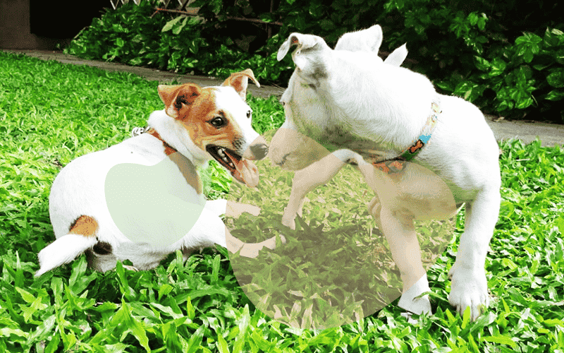 A Social Life for Your Dog