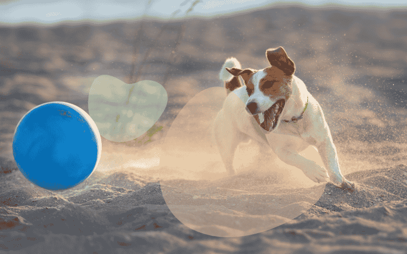 A Social Life for Your Dog(1)