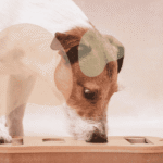 Best Dog Puzzle Toys for Mental Stimulation 2026