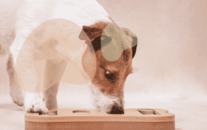 Read more about the article Best Dog Puzzle Toys for Mental Stimulation 2026