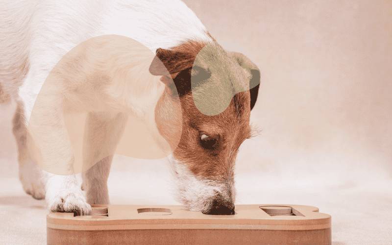 You are currently viewing Best Dog Puzzle Toys for Mental Stimulation 2026