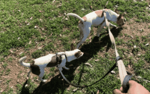 Read more about the article How to Keep Your Dog Mentally Stimulated