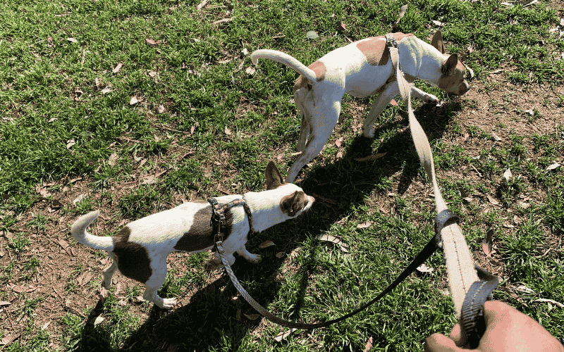 Keep Your Dog Mentally Stimulated