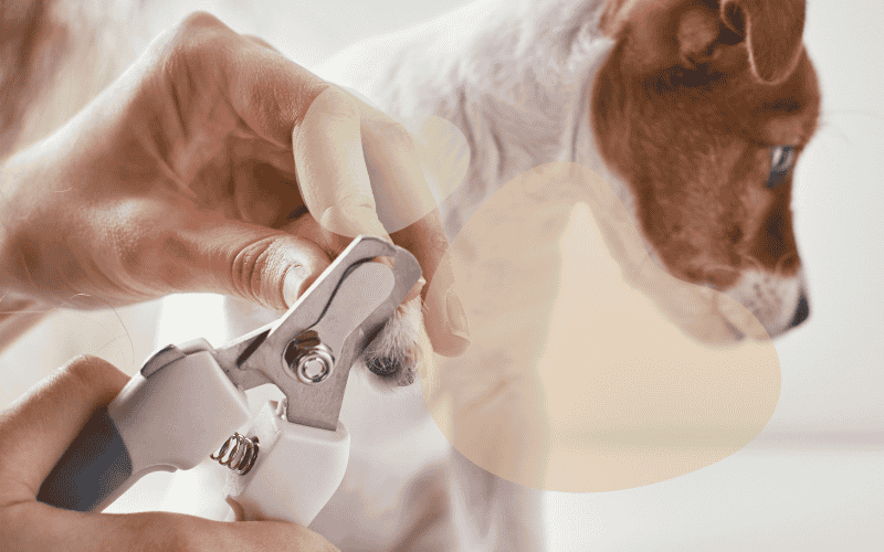 Dog Care Tools & Products