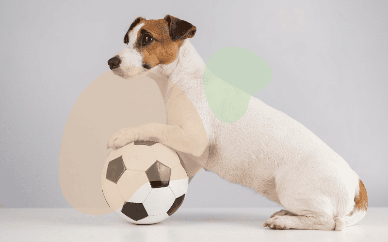 Enrichment Toys & Tools