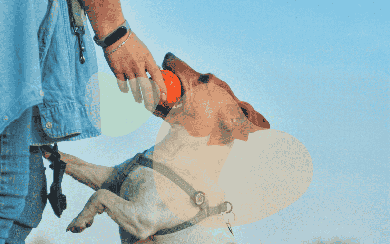 Social & Play Essentials