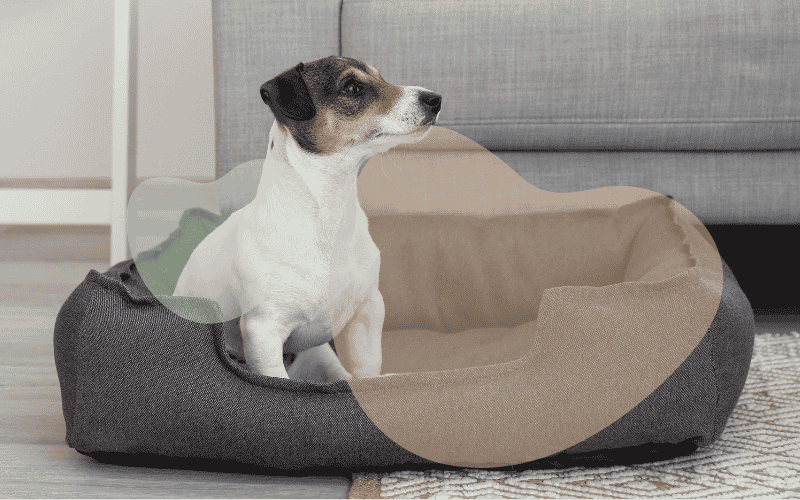 Creating a Dog-Friendly Home