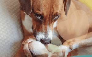 Read more about the article Understanding Your Dog’s Body Language