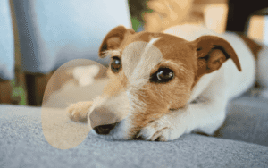 Read more about the article Signs Your Dog Is Bored and Needs More Mental Stimulation