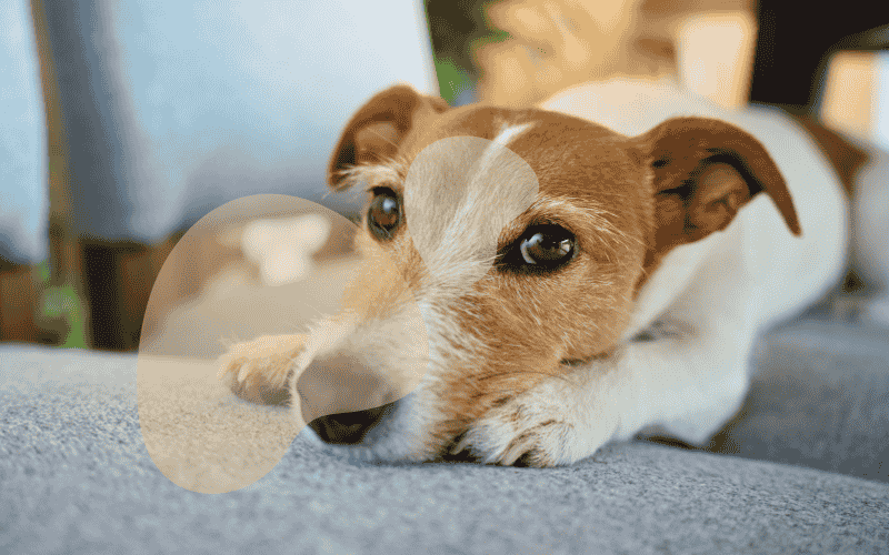 Understanding Your Dogs Emotions