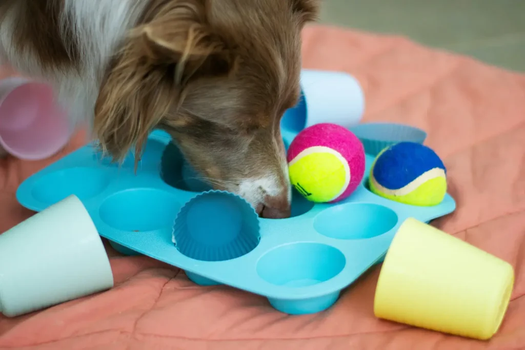 DIY Dog Puzzle toys for enrichment
