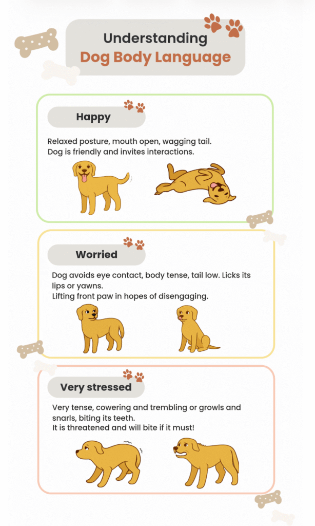 Understanding Your Dog's Body Language