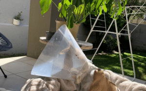 Read more about the article Cone of Shame: When Your Dog Needs It and Some Alternatives