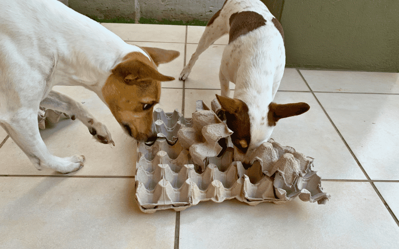 You are currently viewing DIY Dog Enrichment Toys