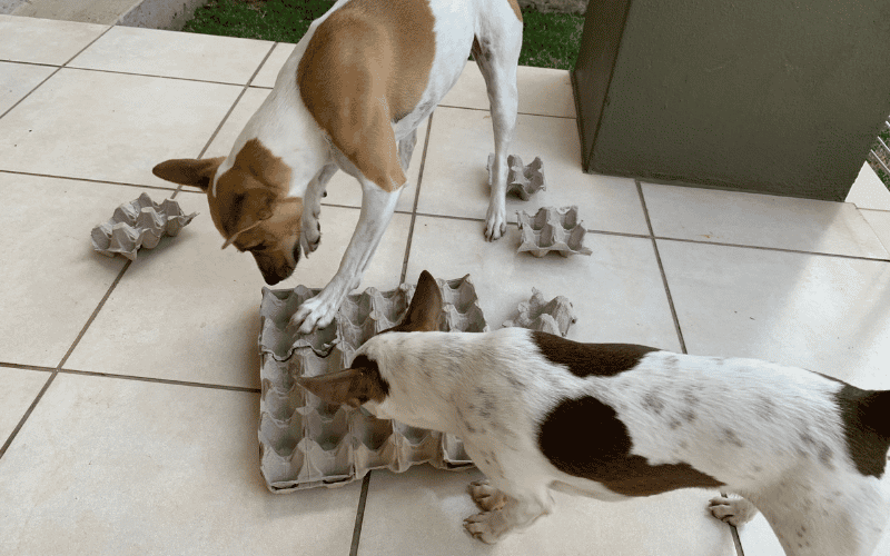 Using egg trays as a low cost nose work enrichment tool 