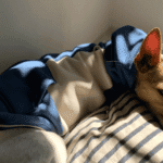 Do Jack Russell dogs need coats in winter?