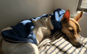 Read more about the article Do Jack Russell dogs need coats in winter?