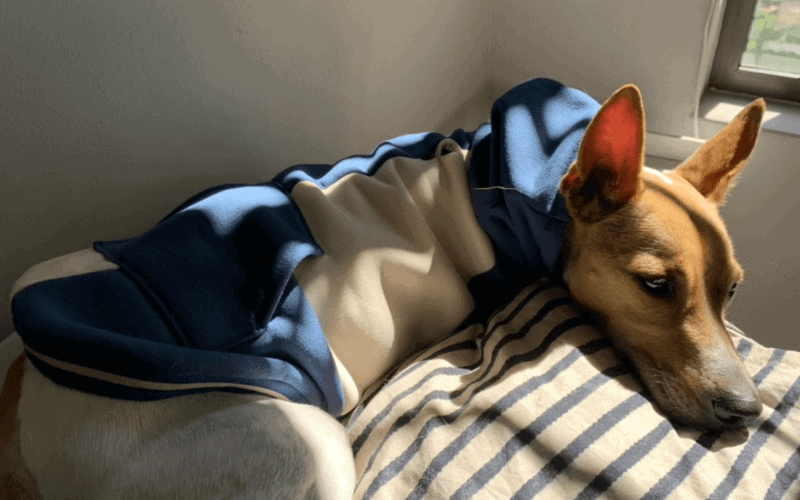 You are currently viewing Do Jack Russell dogs need coats in winter?
