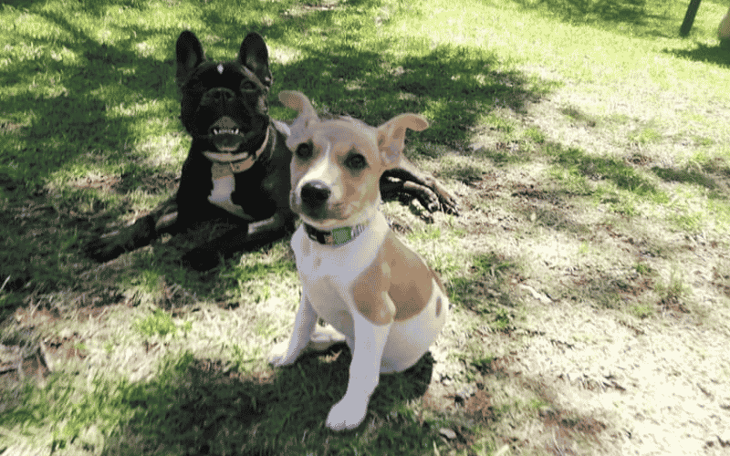 A great dog enrichment idea is a structured play date. Here Luna on a structured playdate
