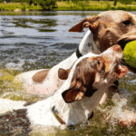 10 Common Dog Behaviour Problems and How to Solve Them