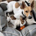 Should you get a second dog?
