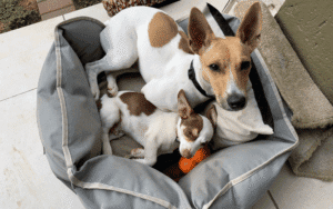 Read more about the article Should you get a second dog?