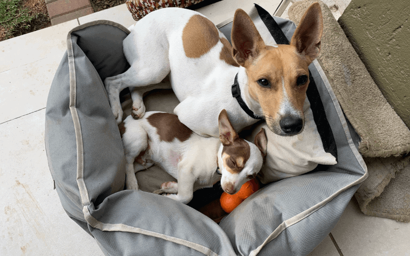 You are currently viewing Should you get a second dog?