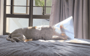 Read more about the article Dog Anal Gland Abscess Symptoms, Care and How We Survived Them