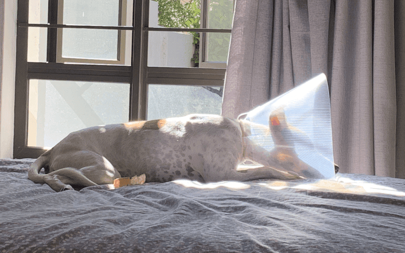Luna wearing an E-collar after she had her abscess drained