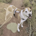 Best Exercise Routine for a High-Energy Jack Russell Terrier