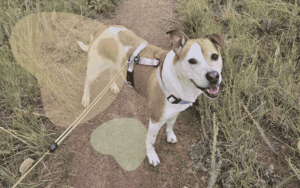 Read more about the article Physical Enrichment for Dogs