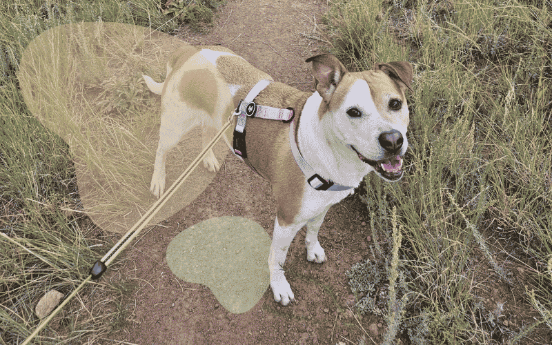 You are currently viewing Best Exercise Routine for a High-Energy Jack Russell Terrier