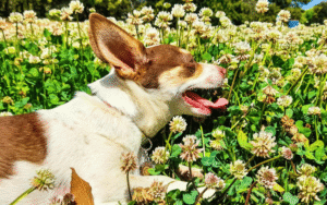 Read more about the article Sensory Enrichment for Dogs