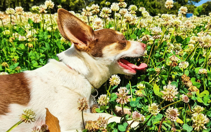 You are currently viewing Sensory Enrichment for Dogs