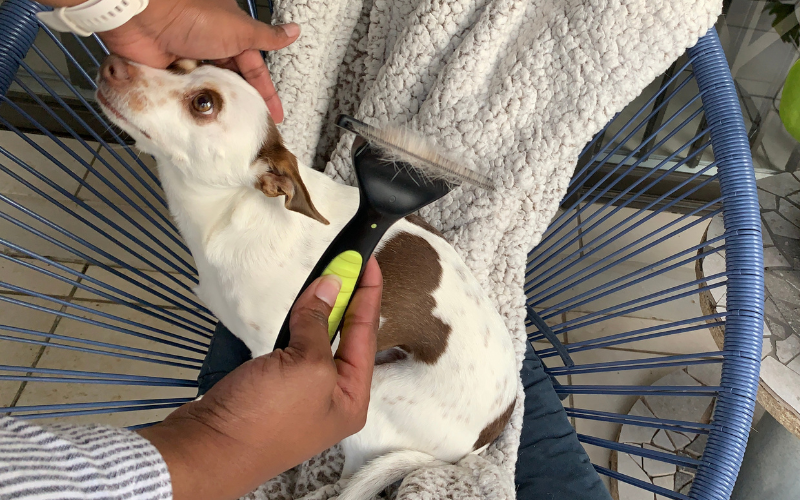 Brushing Taner my fox terrier cross with a deshedding brush to manage shedding in the apartment.