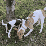 Why You Should Let Your Dog Sniff on Their Walk